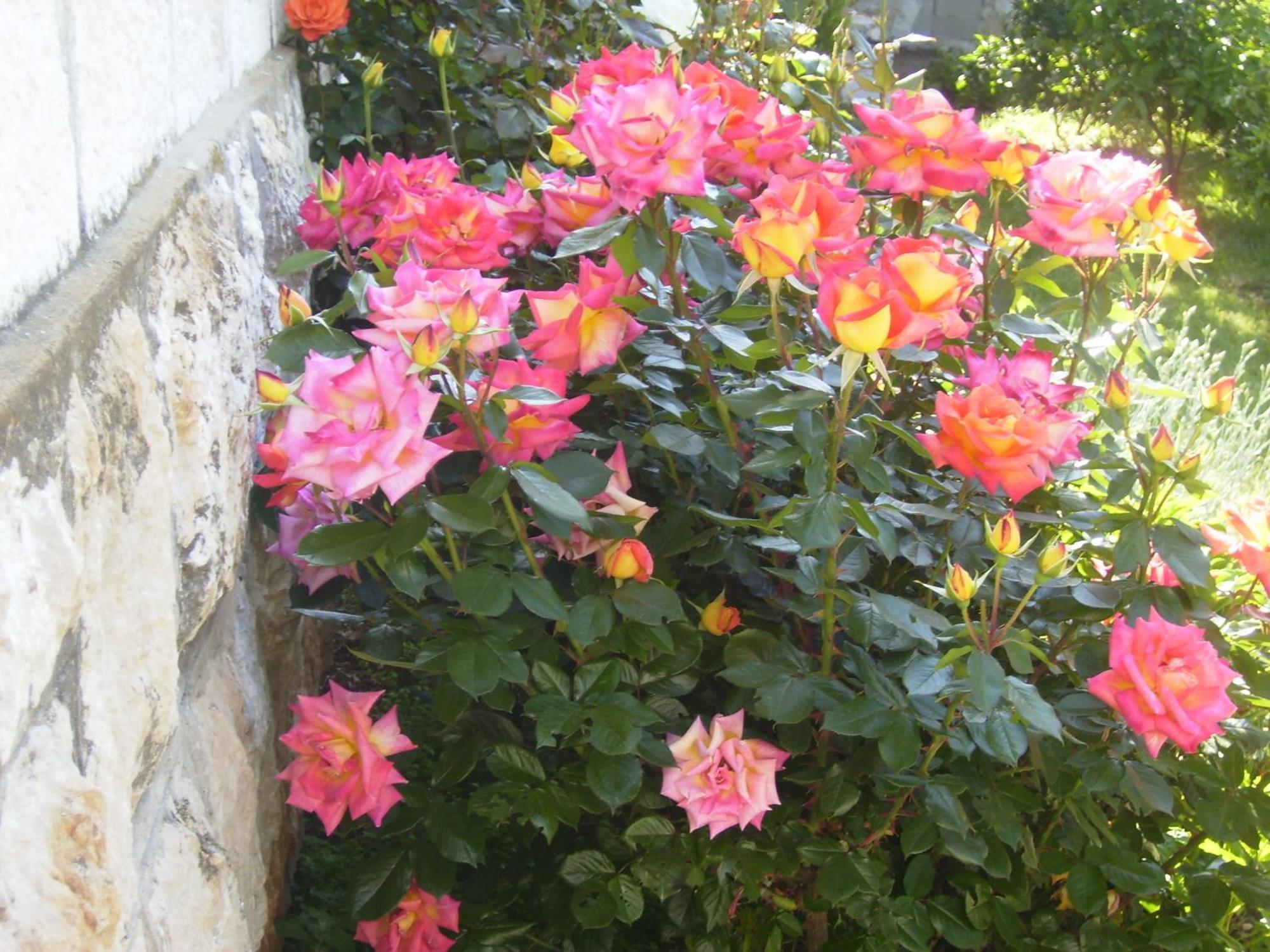 Apartment Flora Dubrovnik