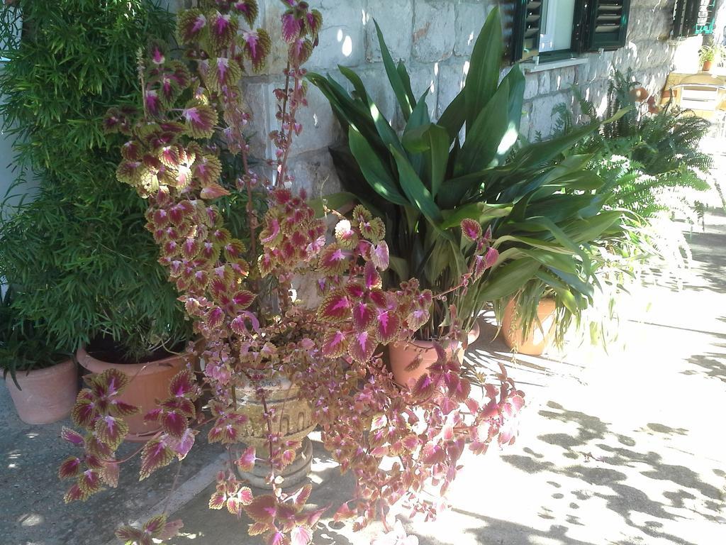 Danicic Guest house Dubrovnik