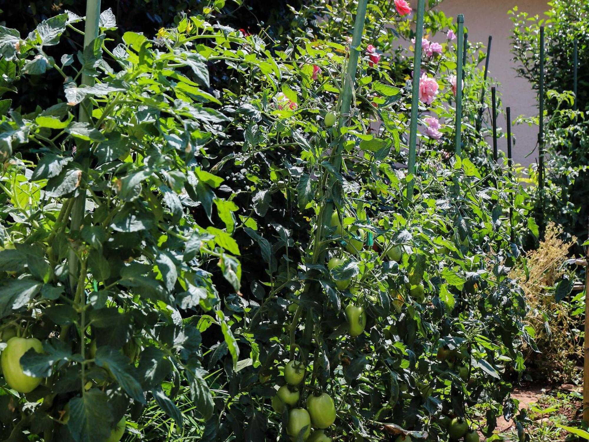 Garden M&m - One Bedroom *