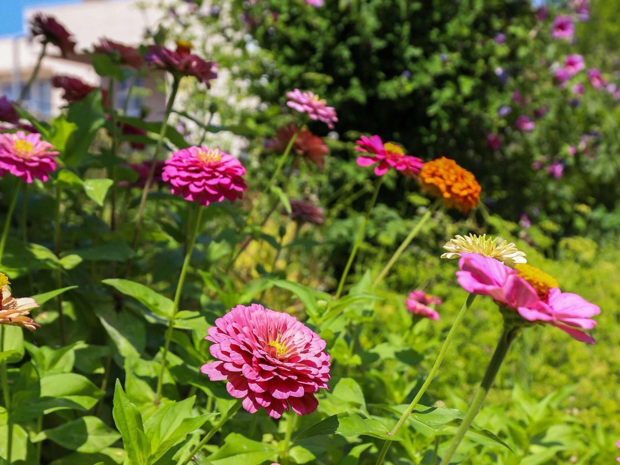 Garden M&m - One Bedroom Dubrovnik