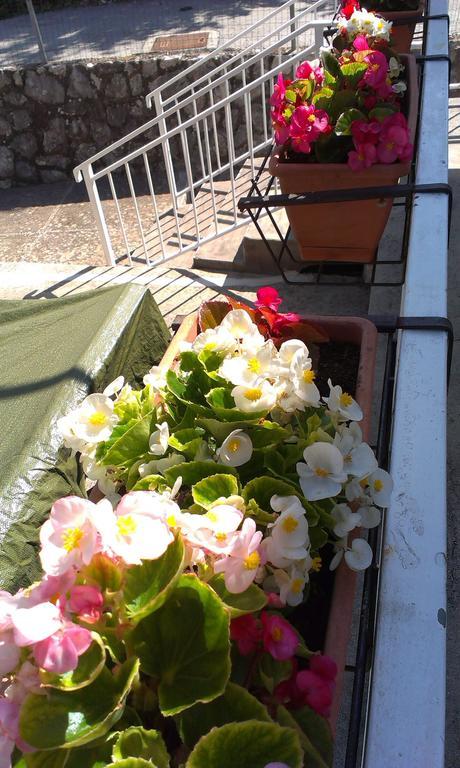 Danicic Guest house