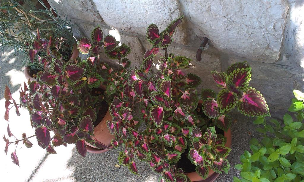 Guest house Danicic Dubrovnik