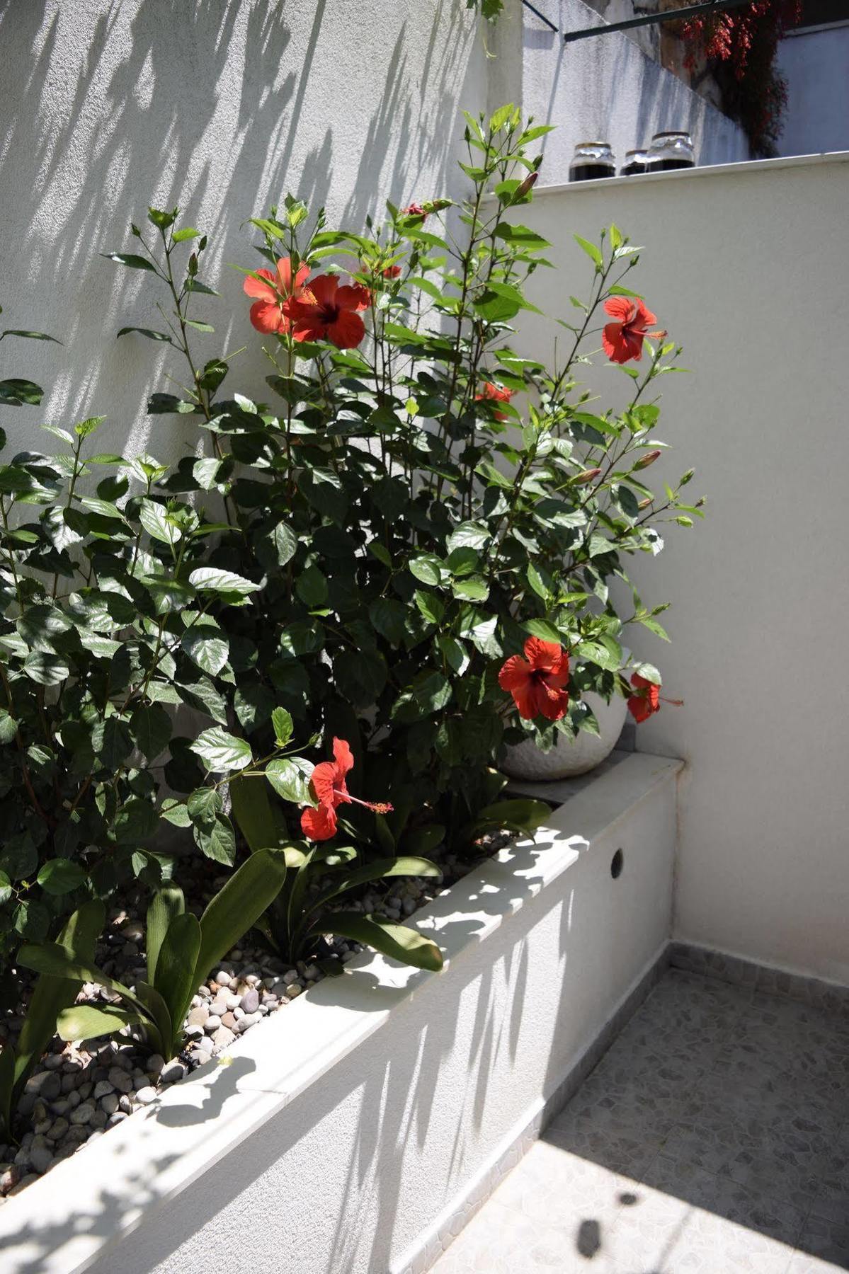 Guest house Jele